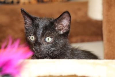 Schwarze Kitten