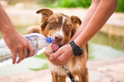 Hund der Wasser trinkt Hund der Wasser trinkt
